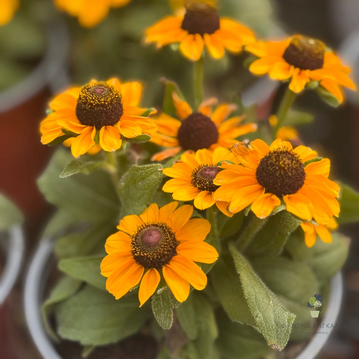 Ρουντμπέκια (Rudbeckia hirta) | Πολυετές Ανθοφόρο Φυτό | Green Gardens - 2